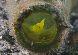 Yellow coral goby at home in a bottle. Lembeh straits. D2... by Derek Haslam 